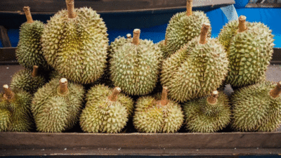 Durian yang selalu dirindu penggemarnya.
