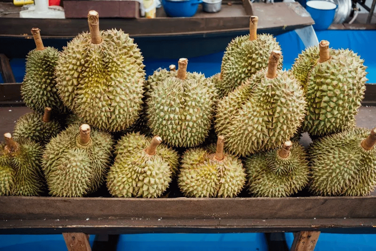 Durian yang selalu dirindu penggemarnya.