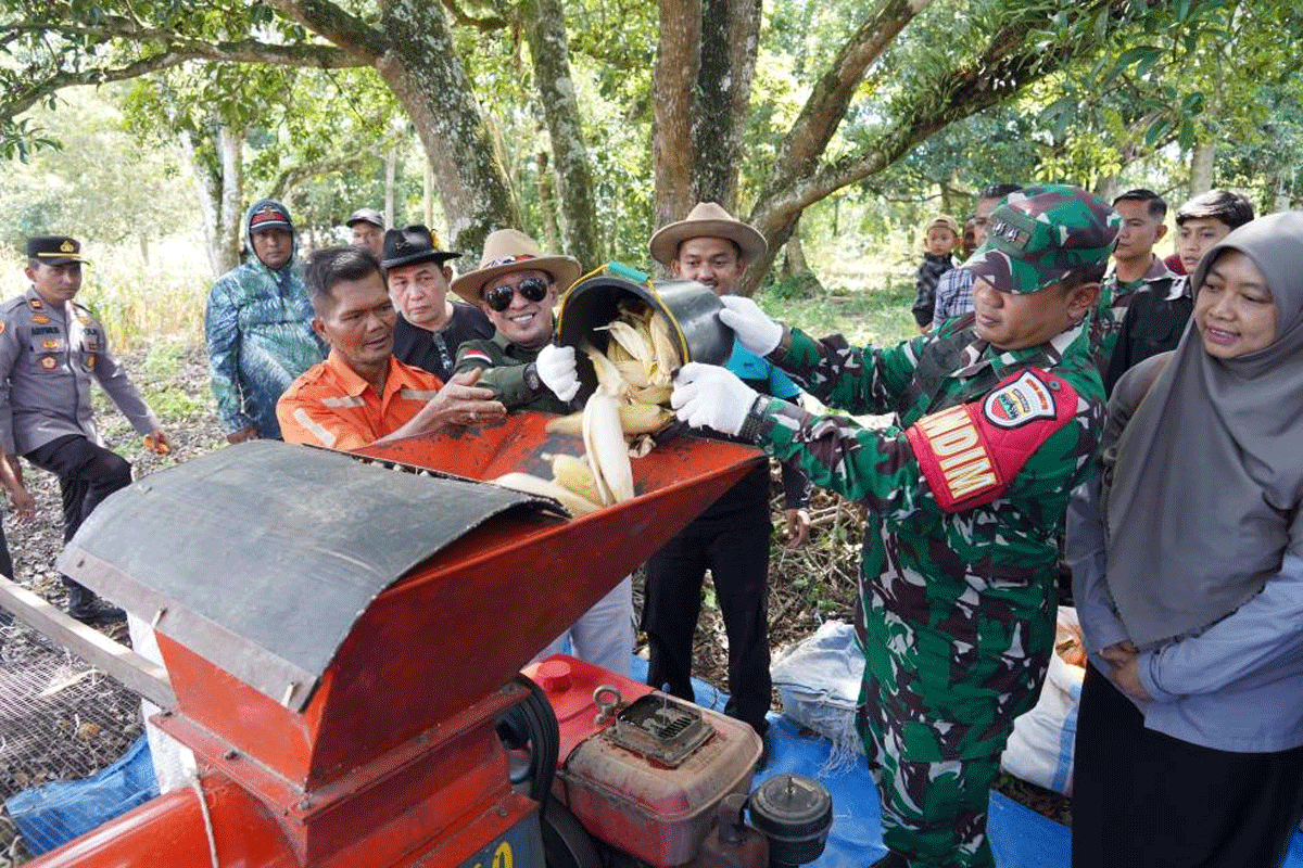 Panen jagung di Kabupaten Tanah Datar