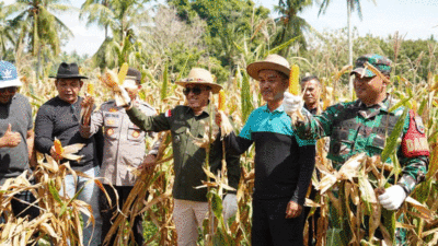 Jagung Langka dan Mahal di Tanah Datar, Peternak Ayam Menjerit