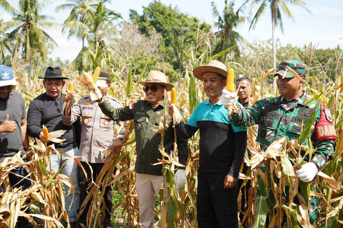 Bupati Tanah Datar Eka Putra panen raya perdana jagung di Jorong Guguak Baruah, Nagari Padang Magek, Kecamatan Rambatan, Sabtu (4/1/2025). Panen raya itu dimotori kelompok petani milenial Pulai Sakato.