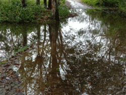 Kuansing Punya Cerita, Jalan Semenisasi Berubah Jadi Kolam Ikan Saat Musim Hujan