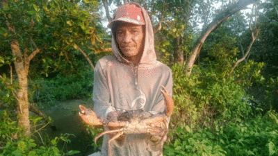 Mulyadi Ginting tunjukkan kepiting bakau yang ia dapatkan.