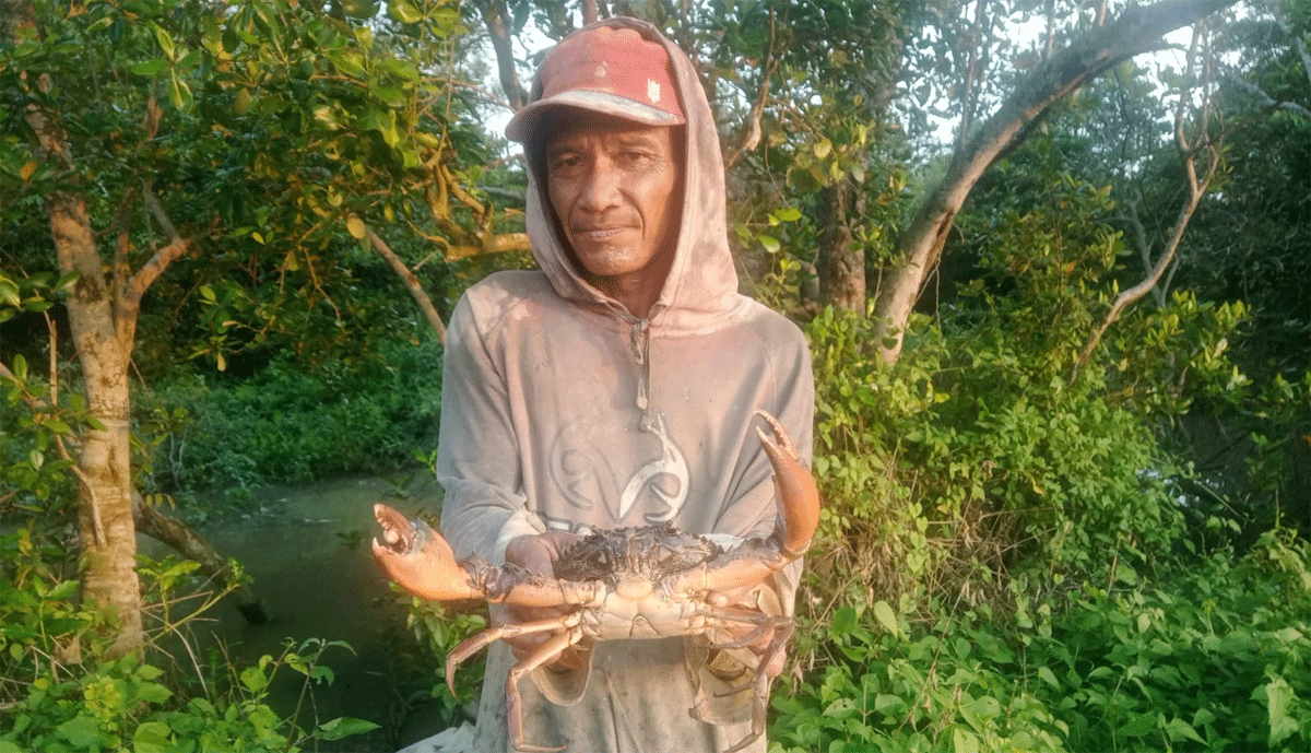 Mulyadi Ginting tunjukkan kepiting bakau yang ia dapatkan.