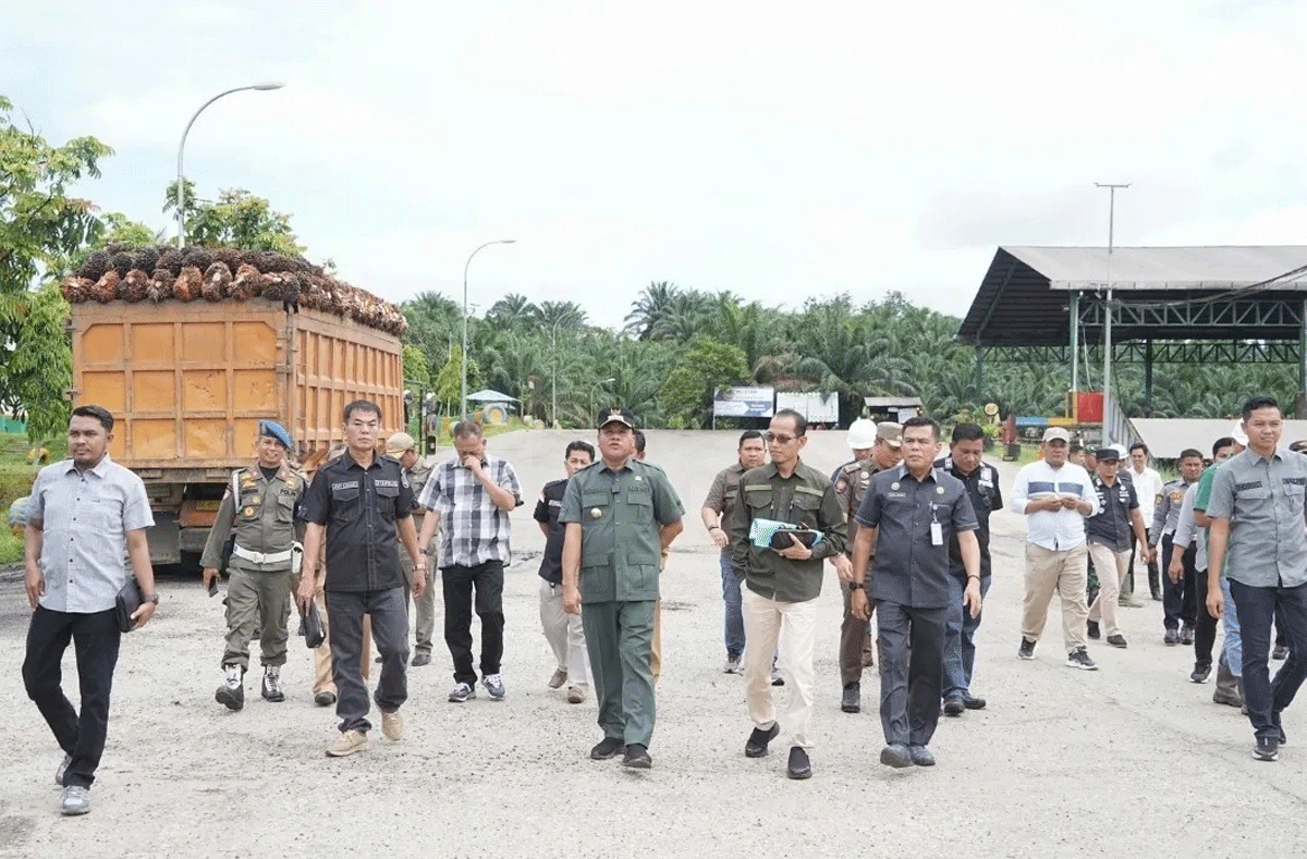 Bupati Kuantan Singingi (Kuansing), Suhardiman Amby bersama pihak terkait melakukan inspeksi mendadak (sidak) ke PT Gemilang Sawit Lestari (GSL) atas adanya dugaan menerima buah sawit hasil dari kawasan hutan lindung.