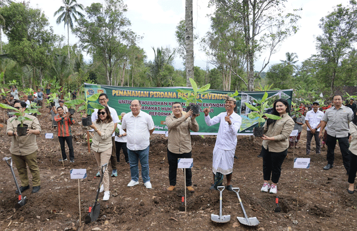 Wakil Menteri Agraria dan Tata Ruang/Wakil Kepala Badan Pertanahan Nasional (Wamen ATR/Waka BPN), Ossy Dermawan bersama masyarakat Desa Asahduren, Kabupaten Jembrana, Bali melakukan penanaman pisang cavendish di lokasi tanah ulayat mereka, Jumat (28/2/2025).