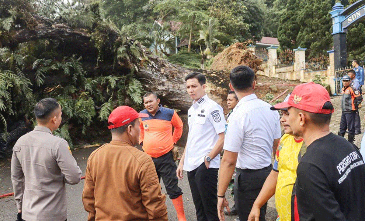Wali Kota Sawahlunto, Riyanda Putra datang ke lokasi pohon tumbang di Desa Kolok Nan Tuo, Rabu (5/3/2025).