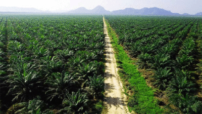 Perkebunan sawit. (Info Sawit)
