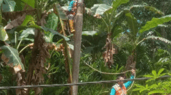 Petugas PLN perbaiki kabel yang menjuntai ke tanah
