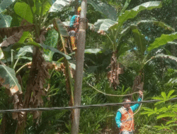 Warga Keluhkan Kabel Listrik di Desa Ehosakhozi, PLN Gerak Cepat Memperbaiki 4 Warga Keluhkan Kabel Listrik di Desa Ehosakhozi, PLN Gerak Cepat Memperbaiki