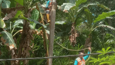Petugas PLN perbaiki kabel yang menjuntai ke tanah