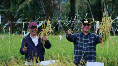 Wali Kota Gunungsitoli Sowa’a Laoli dan Wakil Wali Kota Gunungsitoli Martinus Lase ikuti panen raya nasional padi serentak di 14 provinsi di Indonesia secara daring.