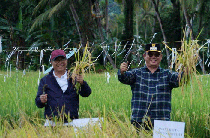 Wali Kota Gunungsitoli Sowa’a Laoli dan Wakil Wali Kota Gunungsitoli Martinus Lase ikuti panen raya nasional padi serentak di 14 provinsi di Indonesia secara daring.