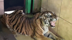 Harimau sumatera bernama Uni yang tinggal di taman rimbo, Kota Jambi, Kamis (29/5/2025).(DOKUMENTASI/ LEMBAGA KONSERVASI TAMAN RIMBA JAMBI)