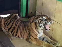 Harimau Sumatera Tertua di Taman Rimbo Jambi Mati