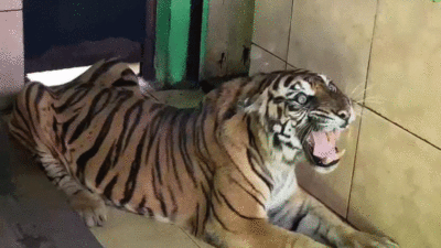 Harimau sumatera bernama Uni yang tinggal di taman rimbo, Kota Jambi, Kamis (29/5/2025).(DOKUMENTASI/ LEMBAGA KONSERVASI TAMAN RIMBA JAMBI)