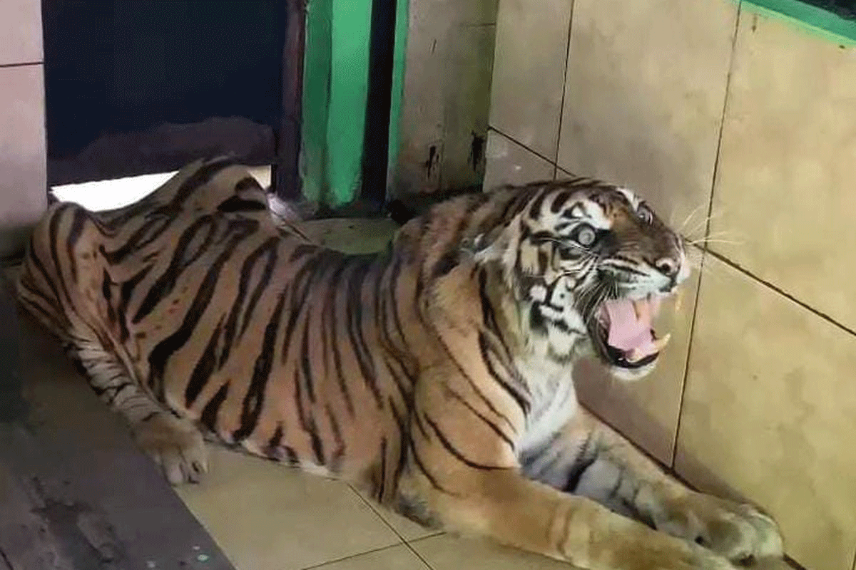 Harimau sumatera bernama Uni yang tinggal di taman rimbo, Kota Jambi, Kamis (29/5/2025).(DOKUMENTASI/ LEMBAGA KONSERVASI TAMAN RIMBA JAMBI)
