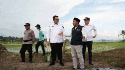 Wakil Bupati Tanah Datar Ahmad Fadly didampingi sejumlah kepala dinas melakukan penanaman bibit bawang merah di hamparan lahan kelompok tani BMC Jaya Nagari Cubadak, Rabu (4/6/2025). (Prokopim)