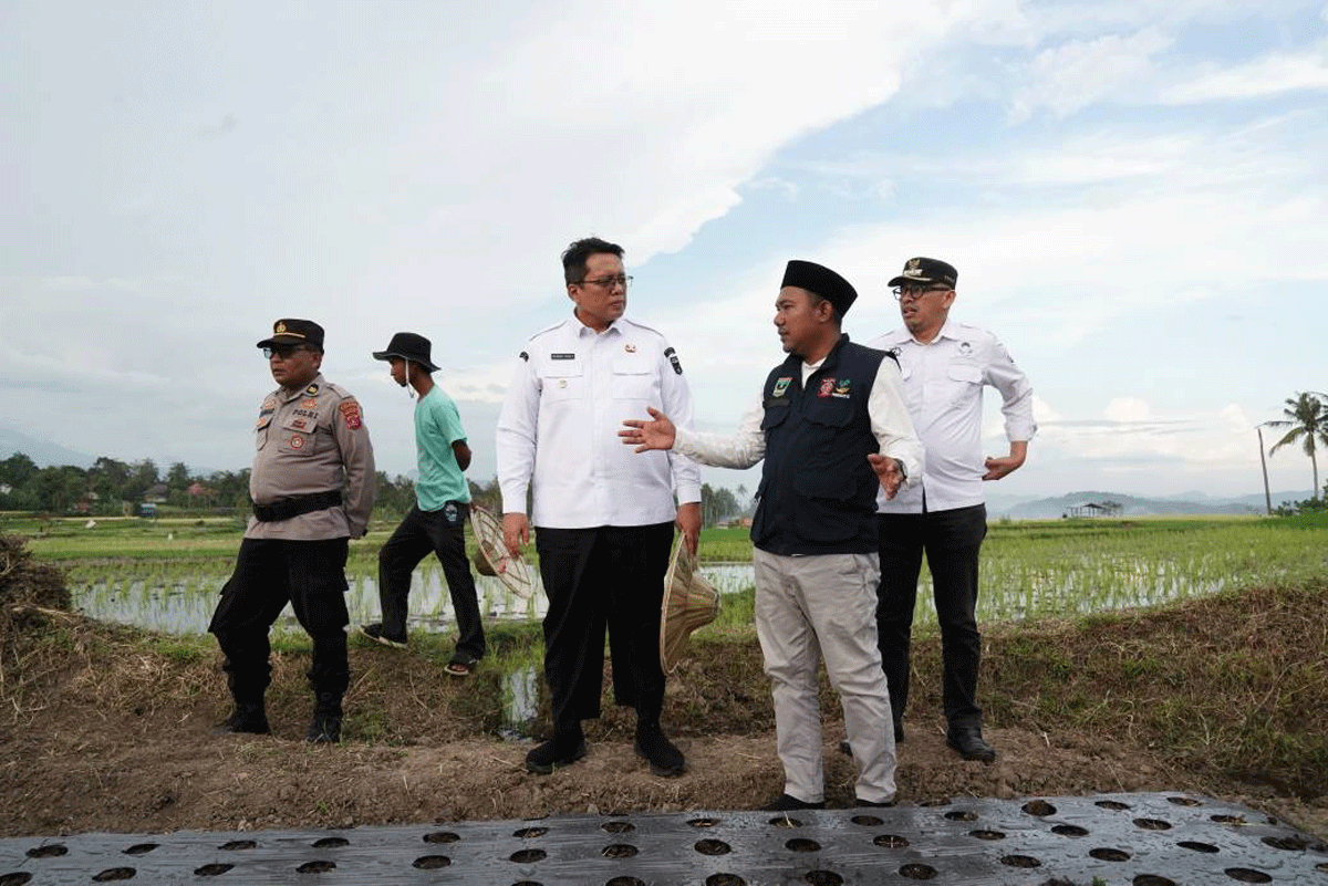 Wakil Bupati Tanah Datar Ahmad Fadly didampingi sejumlah kepala dinas melakukan penanaman bibit bawang merah di hamparan lahan kelompok tani BMC Jaya Nagari Cubadak, Rabu (4/6/2025). (Prokopim)
