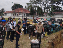 Mangga Impor Ilegal Asal Thailand Dimusnahkan di Medan