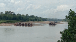 Tambang ilegal makin marak yang ditandai dengan banyaknya dompeng di aliran Sungai Kuantan.