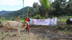 Sapi dari Pemprov Sumbar untuk masyarakat Kabupaten Solok. (Biro Adpim)