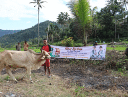 Pemprov Sumbar Kirim Sapi Kurban ke Garabak Data, Masyarakat Bahagia 10 Pemprov Sumbar Kirim Sapi Kurban ke Garabak Data, Masyarakat Bahagia
