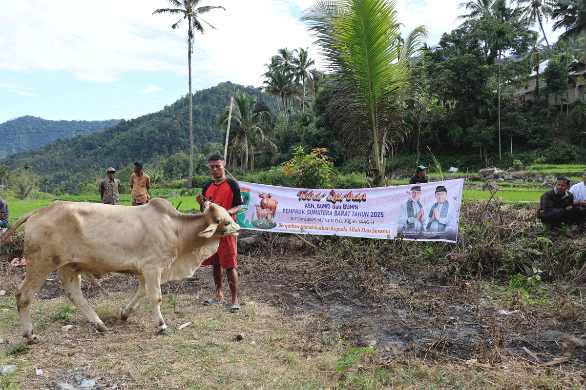 Sapi dari Pemprov Sumbar untuk masyarakat Kabupaten Solok. (Biro Adpim)