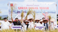 Sawah Pokok Murah dari Sumbar, Langkah Menuju Swasembada Pangan Nasional