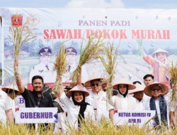 Sawah Pokok Murah dari Sumbar, Langkah Menuju Swasembada Pangan Nasional 10 Sawah Pokok Murah dari Sumbar, Langkah Menuju Swasembada Pangan Nasional
