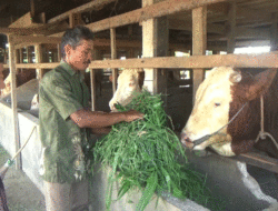 Sapi Milik Warga Padang Bintungan Jadi Hewan Kurban Prabowo Subianto, Pemerintah Nagari Sialang Gaung Bahagia, Peternak Termotivasi 9 Sapi Milik Warga Padang Bintungan Jadi Hewan Kurban Prabowo Subianto, Pemerintah Nagari Sialang Gaung Bahagia, Peternak Termotivasi