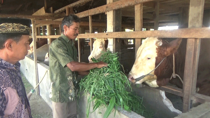 Peternak beri makan hewan kurban