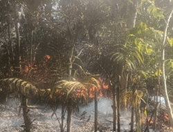 Ampun Denai, Kabupaten Dilanda Enam Kebakaran, Kemarau Panjang Harus Diwaspadai