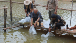 Lepas Bibit Ikan ke Lubuk Larangan, Bupati Dedy Putra Minta Warga Bungo Jaga Sungai dan Lingkungan