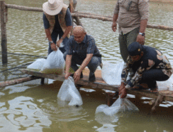 Lepas Bibit Ikan ke Lubuk Larangan, Bupati Dedy Putra Minta Warga Bungo Jaga Sungai dan Lingkungan
