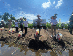 Peluang Cuan bagi Investor, Sumbar Butuh 2,48 Juta Ton Jagung Tiap Tahun