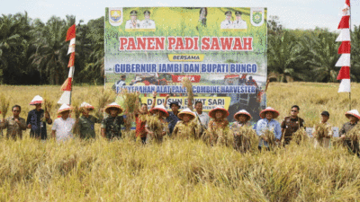 Panen padi di Bungo. (bungokab.go.id)