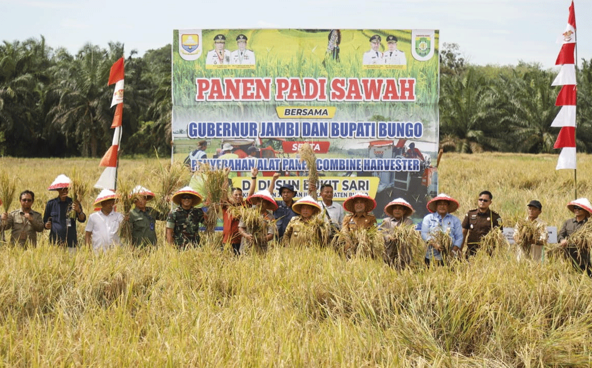 Panen padi di Bungo. (bungokab.go.id)