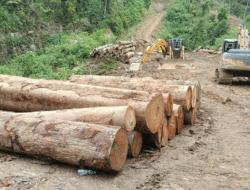 Hutan Dibabat di Sariak Bayang, Balai Penegakan Hukum Kementerian Kehutanan Turun Tangan