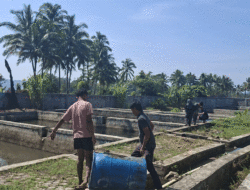 Padang Panjang Terima Bantuan Induk Ikan dari Balai Perikanan Budidaya Air Tawar Jambi