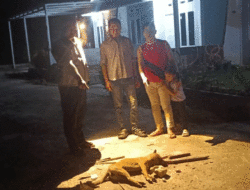 Sembilan Warga Pekanbaru Digigit Anjing Liar, Ini Langkah Dinas Kesehatan