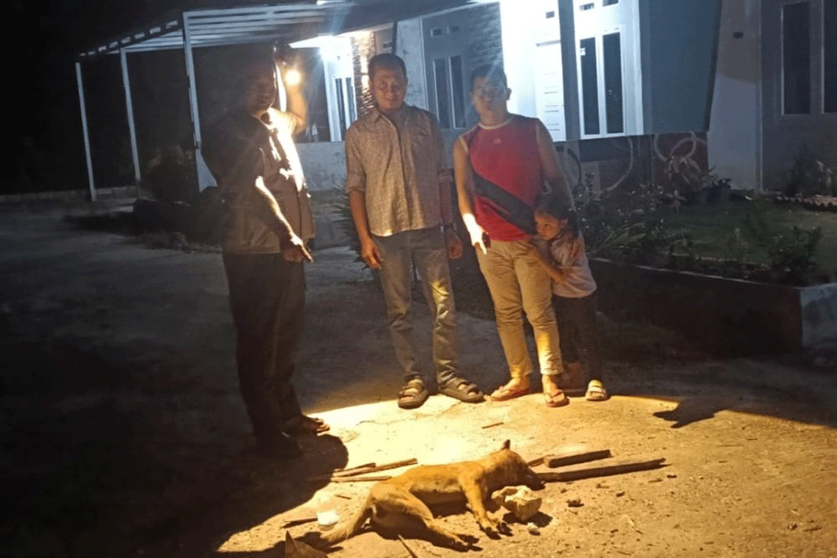 Sembilan Warga Pekanbaru Digigit Anjing Liar, Ini Langkah Dinas Kesehatan 1 Awas bahaya rabies.
