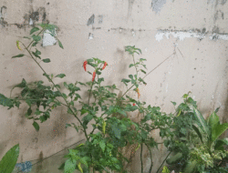 Mom, Begini Caranya Supaya Tanaman Cabe Gak Keriting