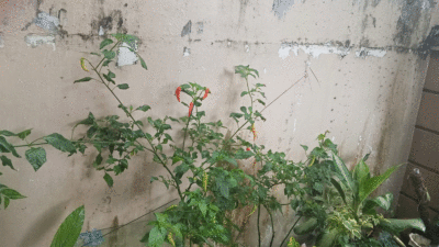 Tanaman cabai di depan rumah.