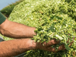 Pemanfaatan Daun Singkong Fermentasi Sebagai Sumber Protein Pakan Ternak