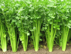 Harga Lagi Turun Drastis, Ternyata Daun Seledri Banyak Manfaat bagi Kesehatan