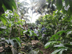 Solok Selatan dan Kerinci Daerah Penghasil Kopi, Ternyata Ini Manfaat Minum Kopi, Gak Disadari Penggemar Kopi