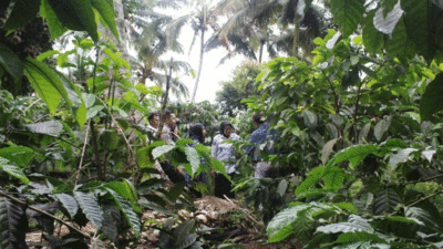 Tanaman kopi di Solok Selatan.
