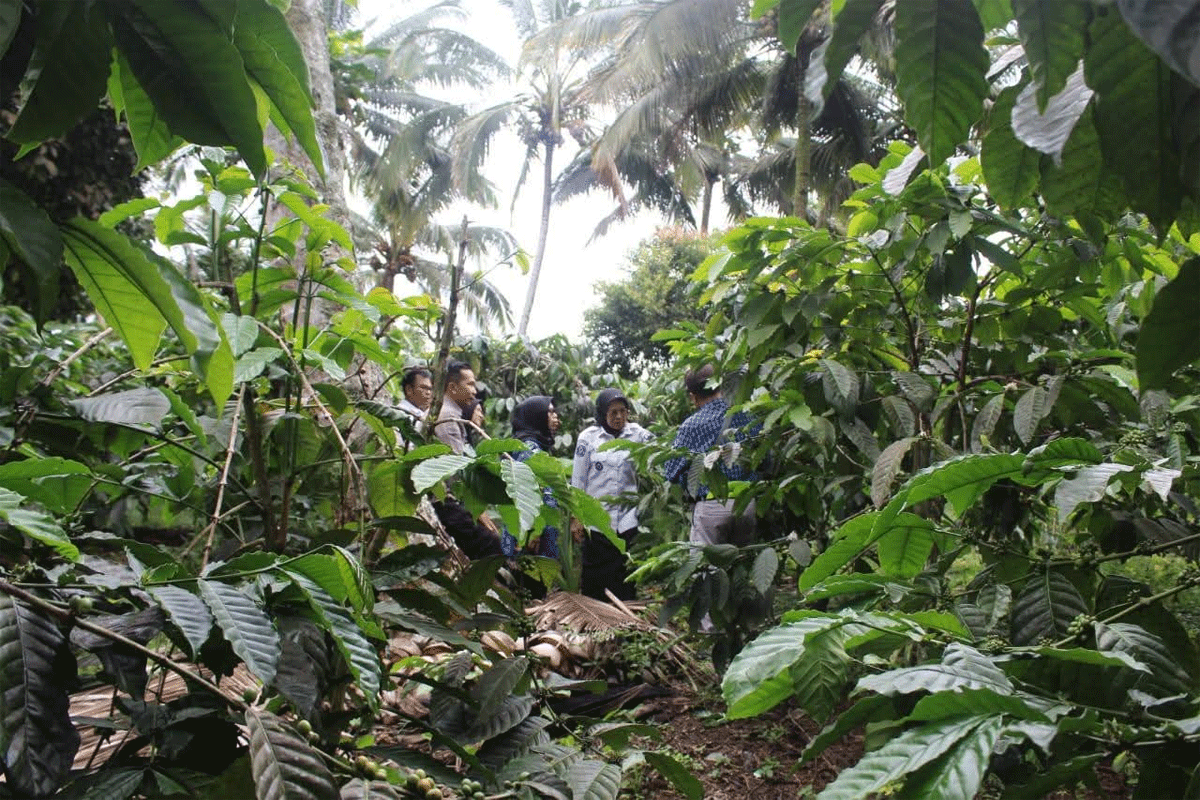 Solok Selatan dan Kerinci Daerah Penghasil Kopi, Ternyata Ini Manfaat Minum Kopi, Gak Disadari Penggemar Kopi 1 Tanaman kopi di Solok Selatan.