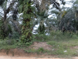 Tandan Buah Sawit di Kebun Milik Pemkab Kuansing Dijarah Orang Tak Dikenal